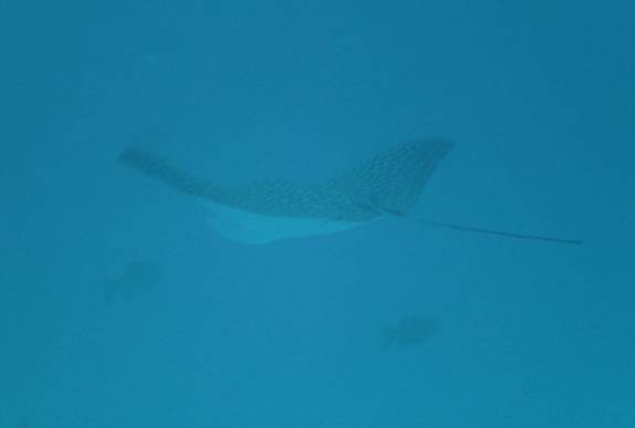 Maravilhosa arraia-chita nada próxima de nós durante mergulho em Isla Mujeres, no litoral do Yucatán, no sul do México